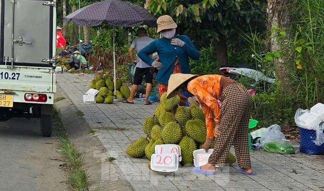 Giá lao dốc, xuất khẩu bất thành, người trồng sầu riêng vỡ mộng?- Ảnh 1. Giá lao dốc, xuất khẩu bất thành, người trồng sầu riêng vỡ mộng?- Ảnh 1.