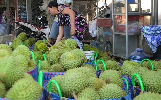 Giá lao dốc, xuất khẩu bất thành, người trồng sầu riêng vỡ mộng?- Ảnh 2. Giá lao dốc, xuất khẩu bất thành, người trồng sầu riêng vỡ mộng?- Ảnh 2.