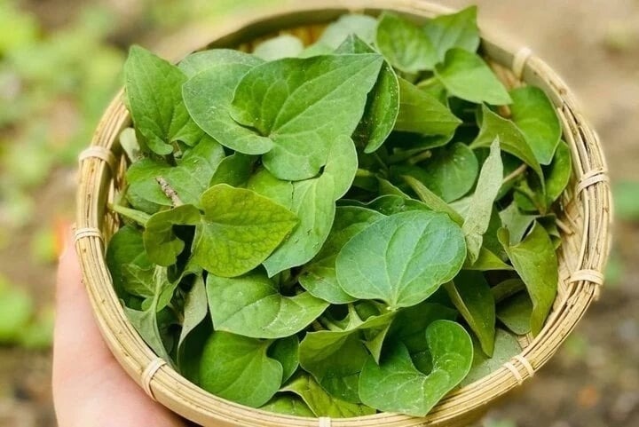 8 loại rau yên tâm mua ở chợ, không lo thuốc trừ sâu- Ảnh 8. 8 loại rau yên tâm mua ở chợ, không lo thuốc trừ sâu- Ảnh 8.