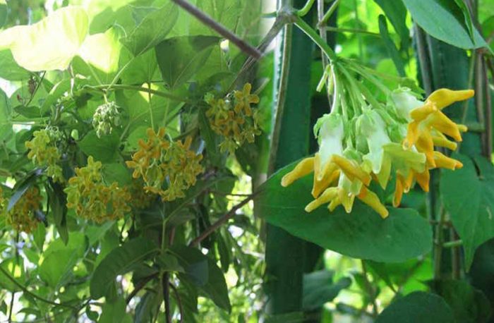Loại hoa đem nấu canh giúp bổ gan, thận: Việt Nam trồng nhiều, người dân đem bán, kiếm hơn 1 tỷ đồng/năm- Ảnh 1. Loại hoa đem nấu canh giúp bổ gan, thận: Việt Nam trồng nhiều, người dân đem bán, kiếm hơn 1 tỷ đồng/năm- Ảnh 1.