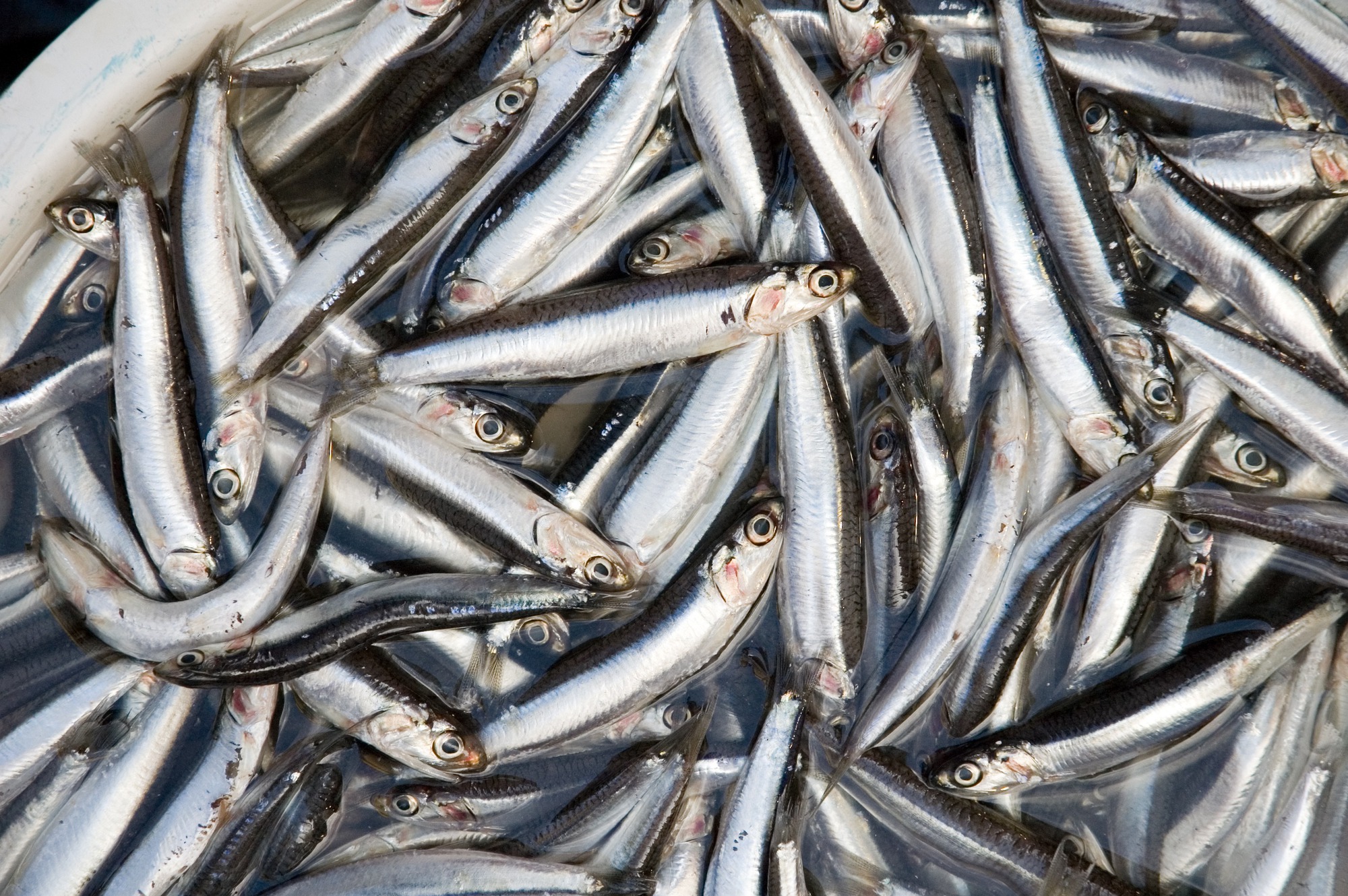 Loại cá dân dã 30.000 đồng/kg có canxi cao gấp 25 lần cá hồi, xưa làm mắm - nay lên bàn tiệc sang!- Ảnh 1. Loại cá dân dã 30.000 đồng/kg có canxi cao gấp 25 lần cá hồi, xưa làm mắm - nay lên bàn tiệc sang!- Ảnh 1.