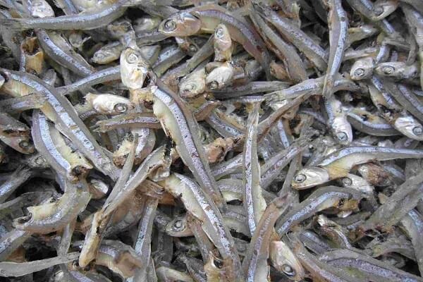 Loại cá dân dã 30.000 đồng/kg có canxi cao gấp 25 lần cá hồi, xưa làm mắm - nay lên bàn tiệc sang!- Ảnh 3. Loại cá dân dã 30.000 đồng/kg có canxi cao gấp 25 lần cá hồi, xưa làm mắm - nay lên bàn tiệc sang!- Ảnh 3.