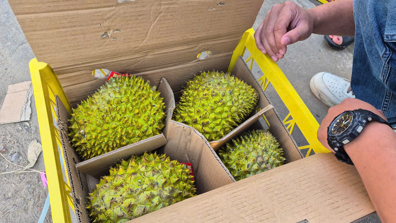 Sầu riêng vừa đón tin vui từ Trung Quốc- Ảnh 1. Sầu riêng vừa đón tin vui từ Trung Quốc- Ảnh 1.