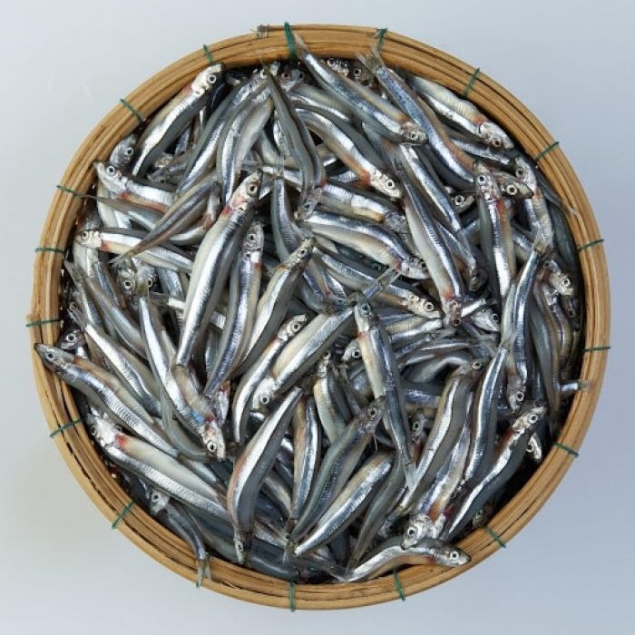 Loại cá dân dã 30.000 đồng/kg có canxi cao gấp 25 lần cá hồi, xưa làm mắm - nay lên bàn tiệc sang!- Ảnh 2. Loại cá dân dã 30.000 đồng/kg có canxi cao gấp 25 lần cá hồi, xưa làm mắm - nay lên bàn tiệc sang!- Ảnh 2.