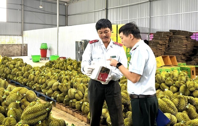 Bất ngờ thông tin sầu riêng nhiễm chất cấm- Ảnh 1. Bất ngờ thông tin sầu riêng nhiễm chất cấm- Ảnh 1.