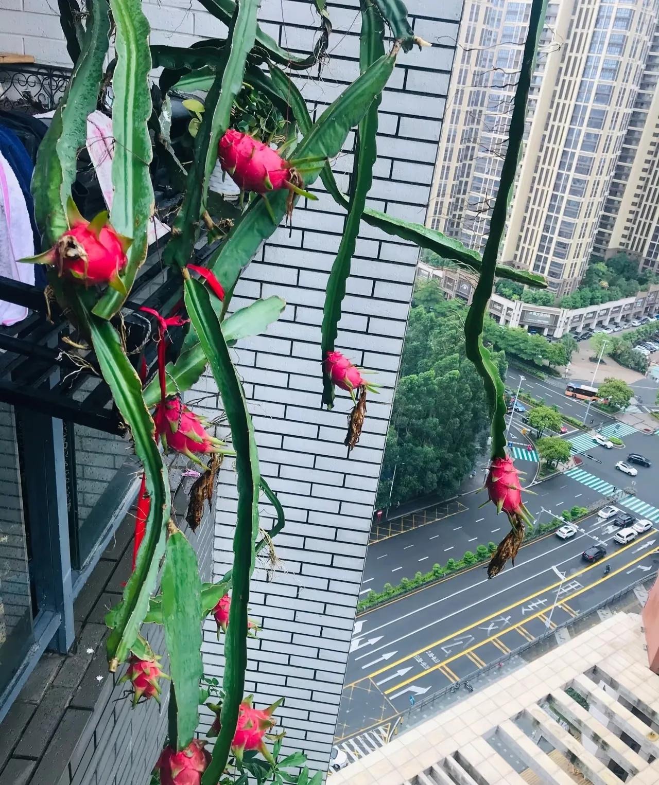 5 loài cây 5 loài cây
