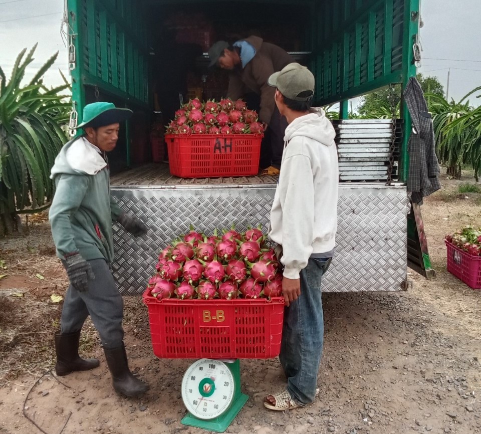 Thanh long Bình Thuận rớt giá sâu đầu vụ, nhà vườn lao đao- Ảnh 1. Thanh long Bình Thuận rớt giá sâu đầu vụ, nhà vườn lao đao- Ảnh 1.