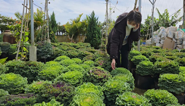 Việt Nam có loại rau giàu canxi gấp đôi sữa, chuyên gia Mỹ khen là "siêu thực phẩm": Hạ mỡ máu cực tốt- Ảnh 4. Việt Nam có loại rau giàu canxi gấp đôi sữa, chuyên gia Mỹ khen là "siêu thực phẩm": Hạ mỡ máu cực tốt- Ảnh 4.