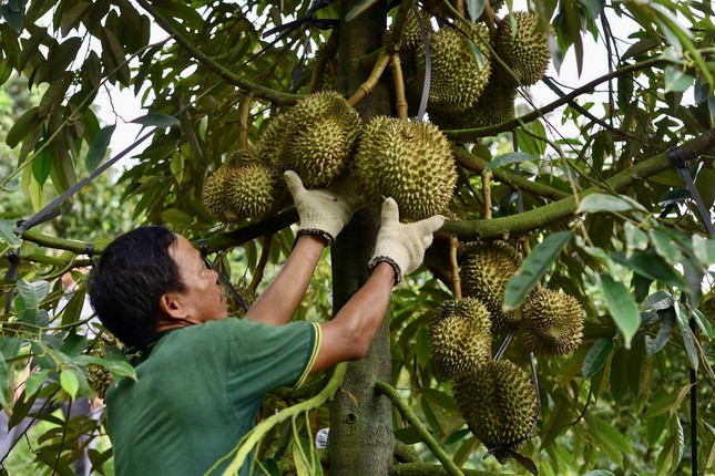 Kết quả kiểm tra chất cấm trong sầu riêng Lâm Đồng- Ảnh 1. Kết quả kiểm tra chất cấm trong sầu riêng Lâm Đồng- Ảnh 1.