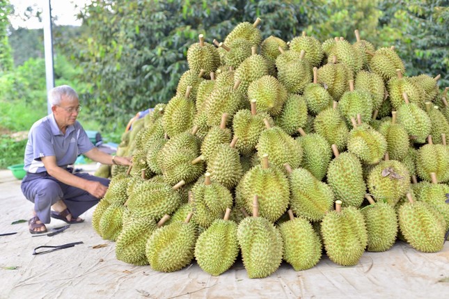 Kết quả kiểm tra chất cấm trong sầu riêng Lâm Đồng- Ảnh 2. Kết quả kiểm tra chất cấm trong sầu riêng Lâm Đồng- Ảnh 2.