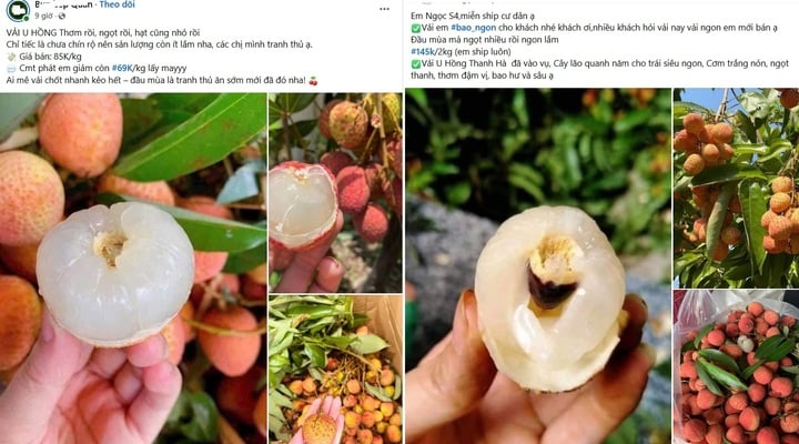Chợ mạng rao bán vải u hồng chín sớm, giá rẻ bất ngờ- Ảnh 1. Chợ mạng rao bán vải u hồng chín sớm, giá rẻ bất ngờ- Ảnh 1.