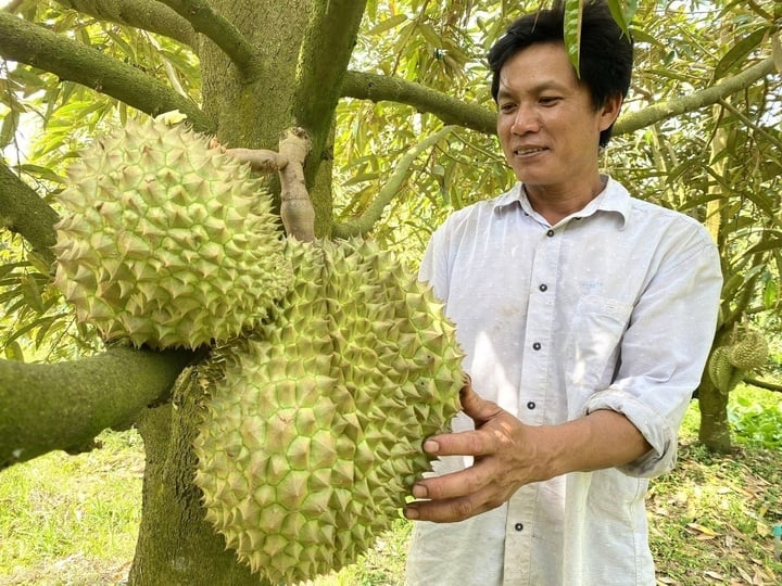 Kiểm soát chặt sầu riêng từ vườn đến xuất khẩu, xử lý hình sự nếu vi phạm nặng- Ảnh 2. Kiểm soát chặt sầu riêng từ vườn đến xuất khẩu, xử lý hình sự nếu vi phạm nặng- Ảnh 2.