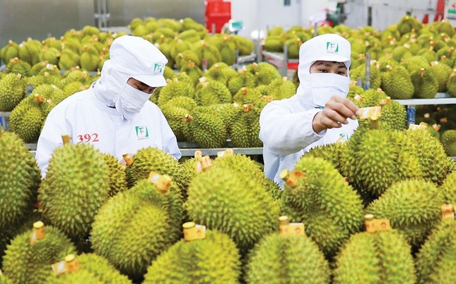 Bộ trưởng Đỗ Đức Duy nói thẳng 4 'nhức nhối' của sầu riêng Việt Nam- Ảnh 1. Bộ trưởng Đỗ Đức Duy nói thẳng 4 'nhức nhối' của sầu riêng Việt Nam- Ảnh 1.