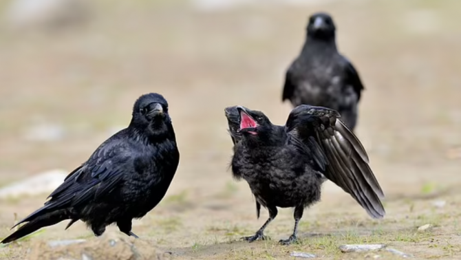 Câu đố: Chim gì KHÔN nhất? Biết sự thật hẳn là sốc lắm đấy!- Ảnh 1.