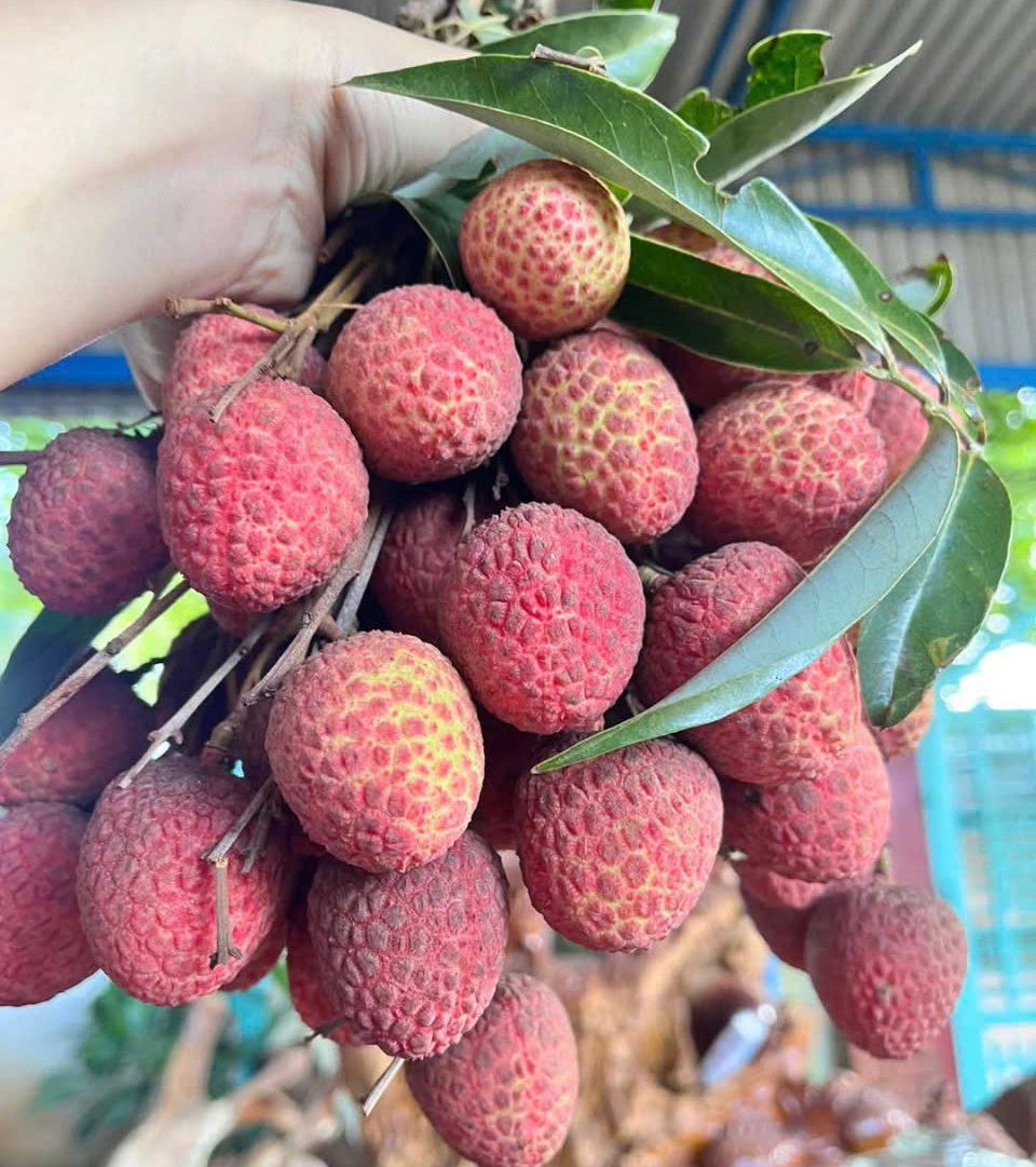 Vải thiều đầu vụ bán 60.000 đồng/kg- Ảnh 1. Vải thiều đầu vụ bán 60.000 đồng/kg- Ảnh 1.