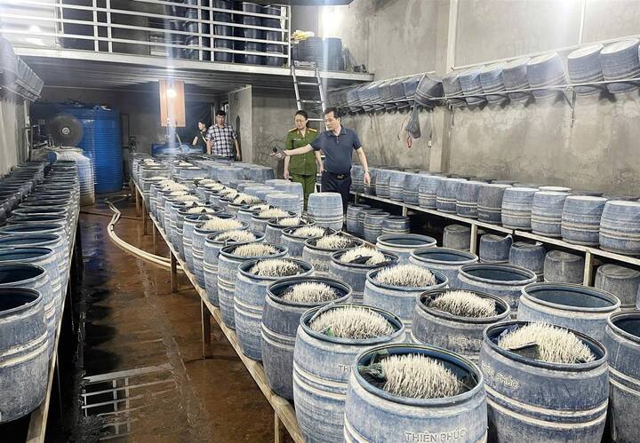 Triệt phá 2 cơ sở sản xuất, bán gần 350 tấn giá đỗ ngâm hóa chất ra thị trường- Ảnh 1. Triệt phá 2 cơ sở sản xuất, bán gần 350 tấn giá đỗ ngâm hóa chất ra thị trường- Ảnh 1.