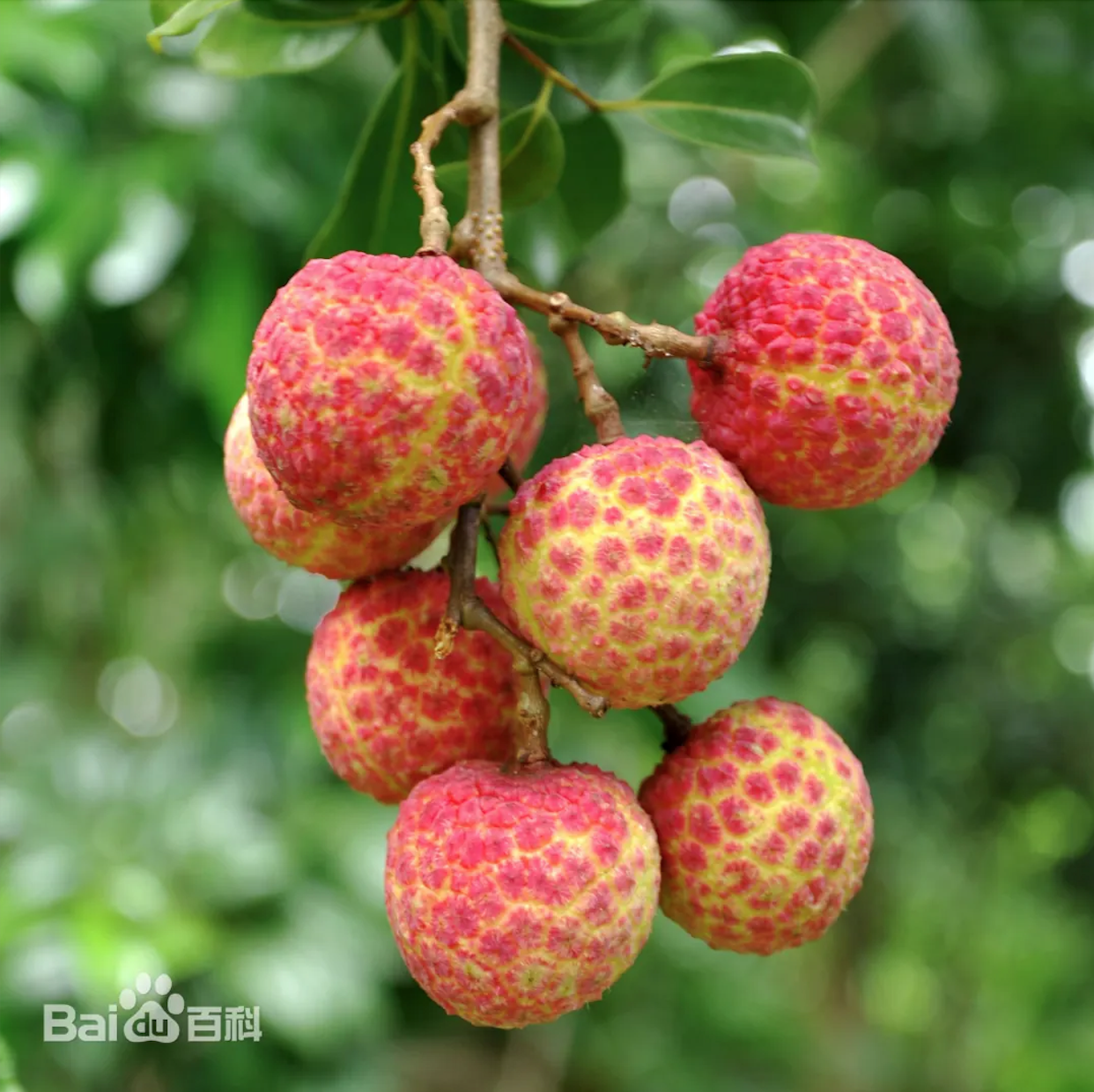Bỏ 1 triệu để mua 18 quả vải: Nguồn gốc khiến nhiều người bất ngờ nhưng hương vị mới là điều Bỏ 1 triệu để mua 18 quả vải: Nguồn gốc khiến nhiều người bất ngờ nhưng hương vị mới là điều