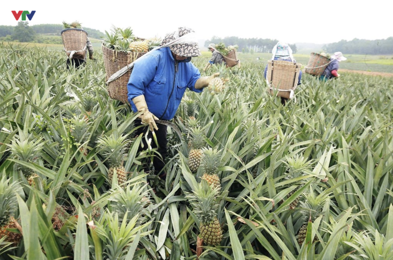 1 trái cây Việt vừa làm được điều chỉ 2 loại quả làm được: Dinh dưỡng dày đặc, lợi ích vô vàn- Ảnh 2.