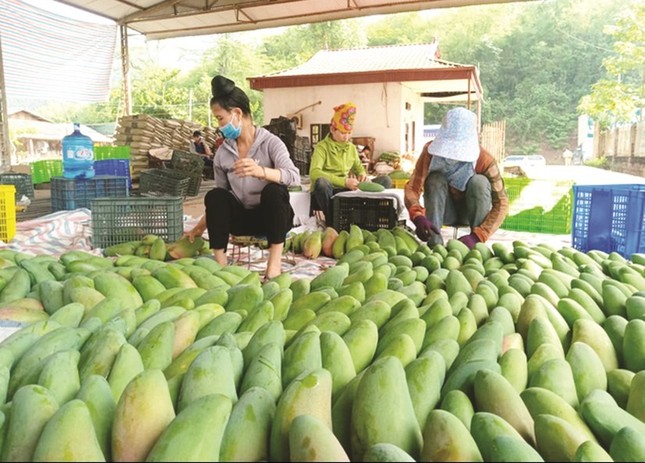 Xoài Việt Nam đang ‘làm mưa làm gió’ ở Trung Quốc- Ảnh 1. Xoài Việt Nam đang ‘làm mưa làm gió’ ở Trung Quốc- Ảnh 1.