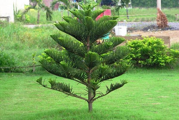 Phong thuỷ dặn kỹ: Trước cửa nhà tuyệt đối KHÔNG trồng 5 cây ác, cây càng xanh tốt người càng suy kiệt- Ảnh 4. Phong thuỷ dặn kỹ: Trước cửa nhà tuyệt đối KHÔNG trồng 5 cây ác, cây càng xanh tốt người càng suy kiệt- Ảnh 4.