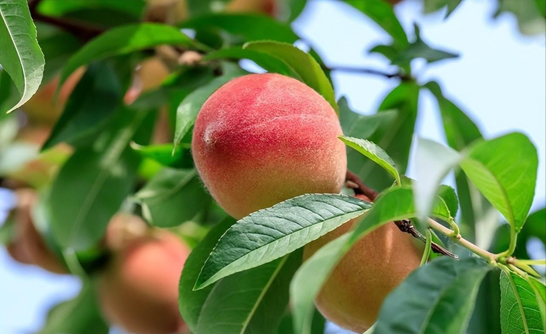Mua đào chọn quả đầu nhọn hay đầu tròn: Hóa ra có sự khác biệt rõ ràng mà nhiều người chưa biết- Ảnh 1. Mua đào chọn quả đầu nhọn hay đầu tròn: Hóa ra có sự khác biệt rõ ràng mà nhiều người chưa biết- Ảnh 1.