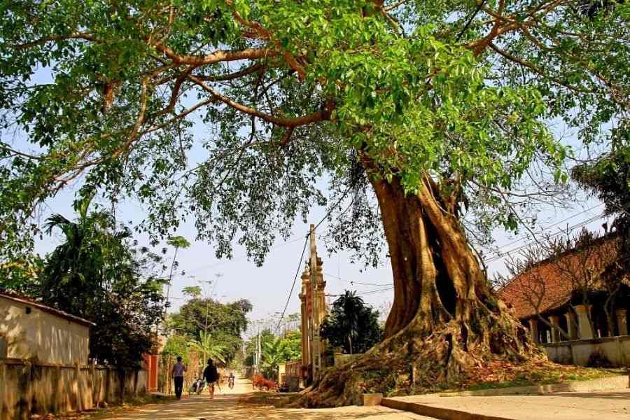 Phong thuỷ dặn kỹ: Trước cửa nhà tuyệt đối KHÔNG trồng 5 cây ác, cây càng xanh tốt người càng suy kiệt- Ảnh 3. Phong thuỷ dặn kỹ: Trước cửa nhà tuyệt đối KHÔNG trồng 5 cây ác, cây càng xanh tốt người càng suy kiệt- Ảnh 3.