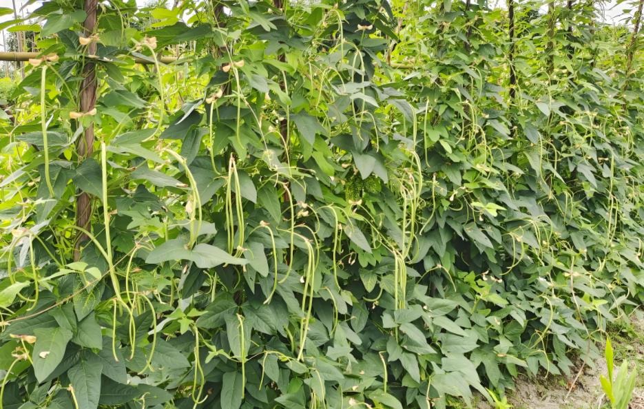 6 loại rau dễ 6 loại rau dễ