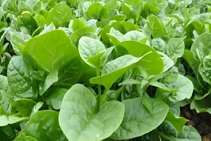 6 loại rau dễ 6 loại rau dễ