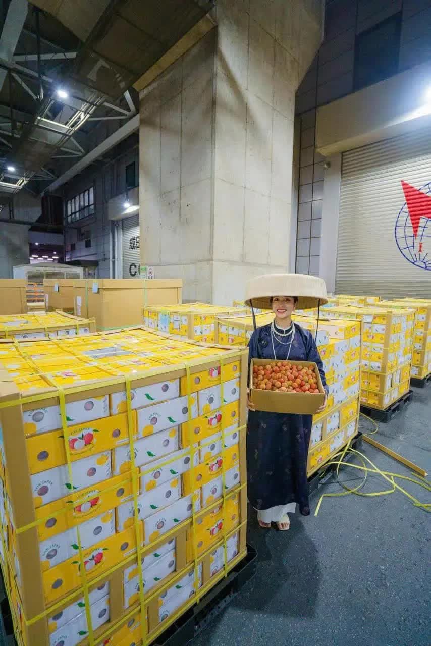 Lô vải thiều đầu tiên của năm 2025 đã được xuất khẩu qua Nhật Bản- Ảnh 1. Lô vải thiều đầu tiên của năm 2025 đã được xuất khẩu qua Nhật Bản- Ảnh 1.