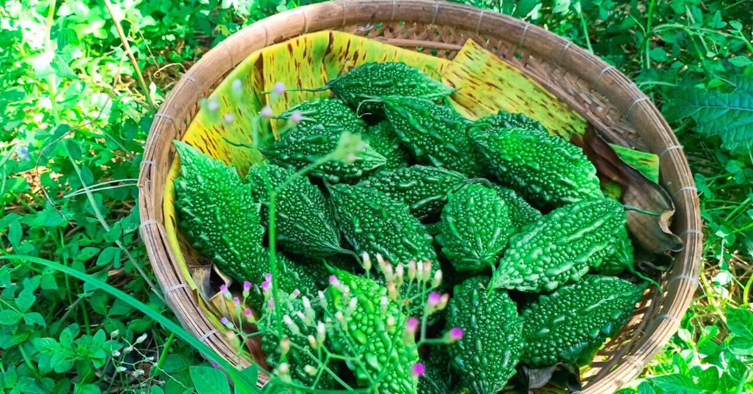 Ăn 1 nắm quả này quý như "nhân sâm của người nghèo", ở quê mọc um tùm- Ảnh 2. Ăn 1 nắm quả này quý như "nhân sâm của người nghèo", ở quê mọc um tùm- Ảnh 2.