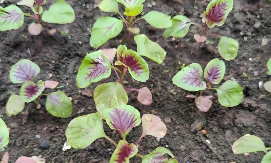 6 loại rau dễ 6 loại rau dễ