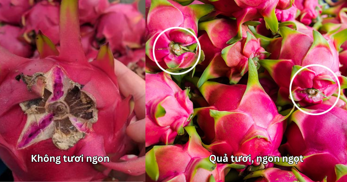 Chủ vườn thanh long tiết lộ: Muốn mua quả ngọt đậm, dày cùi chỉ cần liếc mắt nhìn 4 điểm- Ảnh 2. Chủ vườn thanh long tiết lộ: Muốn mua quả ngọt đậm, dày cùi chỉ cần liếc mắt nhìn 4 điểm- Ảnh 2.