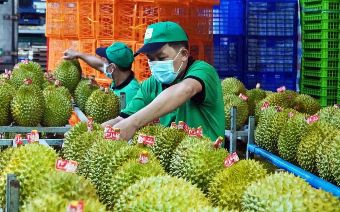 Sầu riêng Việt Nam bị Trung Quốc trả về ồ ạt: DN kiến nghị Thủ tướng chỉ đạo làm rõ một chuyện bất thường- Ảnh 1. Sầu riêng Việt Nam bị Trung Quốc trả về ồ ạt: DN kiến nghị Thủ tướng chỉ đạo làm rõ một chuyện bất thường- Ảnh 1.