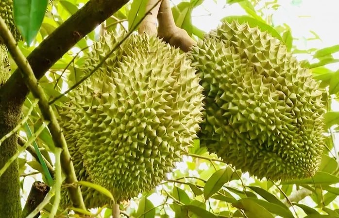 Sầu riêng Việt Nam bị Trung Quốc trả về ồ ạt: DN kiến nghị Thủ tướng chỉ đạo làm rõ một chuyện bất thường- Ảnh 3. Sầu riêng Việt Nam bị Trung Quốc trả về ồ ạt: DN kiến nghị Thủ tướng chỉ đạo làm rõ một chuyện bất thường- Ảnh 3.