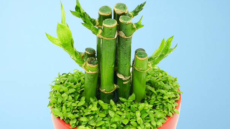 5 loại cây bé xíu đặt phòng khách – nhìn đơn giản mà hóa ra “giữ nhà, giữ tiền” cực tốt- Ảnh 2. 5 loại cây bé xíu đặt phòng khách – nhìn đơn giản mà hóa ra “giữ nhà, giữ tiền” cực tốt- Ảnh 2.
