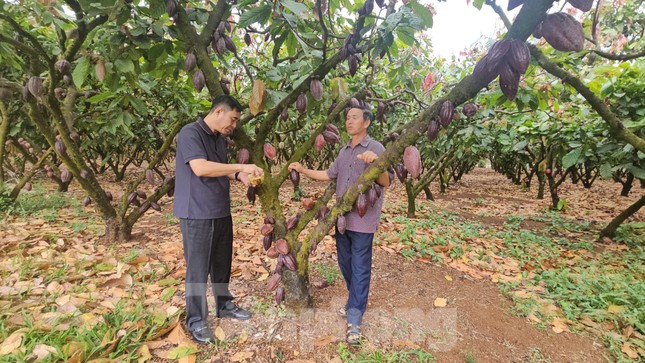 Ca cao khan hiếm giữa ‘cơn sốt’ giá kỷ lục- Ảnh 4. Ca cao khan hiếm giữa ‘cơn sốt’ giá kỷ lục- Ảnh 4.