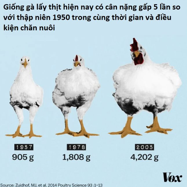 Mặt tối ngành chăn gà trị giá hơn 46 tỷ USD của Mỹ- Ảnh 2. Mặt tối ngành chăn gà trị giá hơn 46 tỷ USD của Mỹ- Ảnh 2.