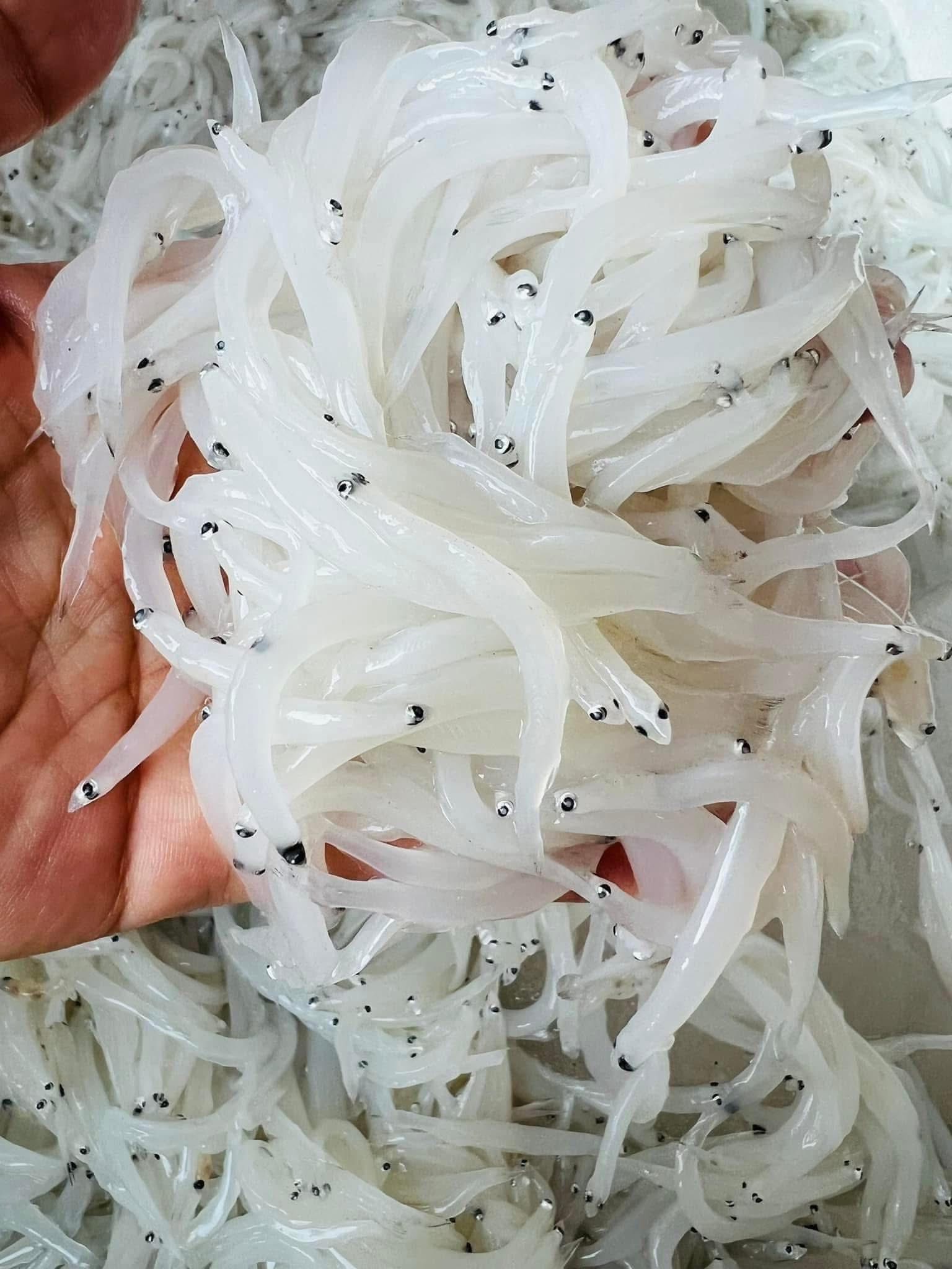 Loại đặc sản được ví như "ngọc trong nước" chỉ có ở sông Đà, nhiều người không ngại vượt hàng trăm cây số đến 2 tỉnh này để thưởng thức- Ảnh 4. Loại đặc sản được ví như "ngọc trong nước" chỉ có ở sông Đà, nhiều người không ngại vượt hàng trăm cây số đến 2 tỉnh này để thưởng thức- Ảnh 4.