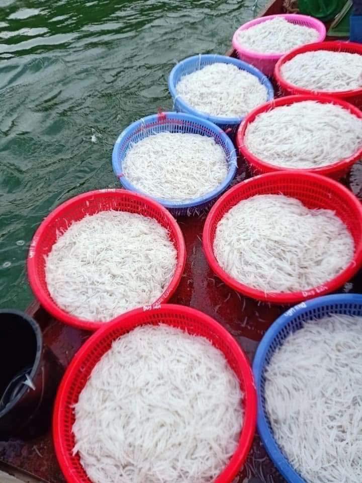 Loại đặc sản được ví như "ngọc trong nước" chỉ có ở sông Đà, nhiều người không ngại vượt hàng trăm cây số đến 2 tỉnh này để thưởng thức- Ảnh 5. Loại đặc sản được ví như "ngọc trong nước" chỉ có ở sông Đà, nhiều người không ngại vượt hàng trăm cây số đến 2 tỉnh này để thưởng thức- Ảnh 5.