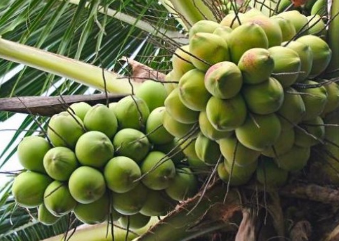 Loại quả bình dân của Việt Nam được Trung Quốc, Mỹ săn lùng, ví như "vàng xanh", Bến Tre trồng cực nhiều- Ảnh 1. Loại quả bình dân của Việt Nam được Trung Quốc, Mỹ săn lùng, ví như "vàng xanh", Bến Tre trồng cực nhiều- Ảnh 1.
