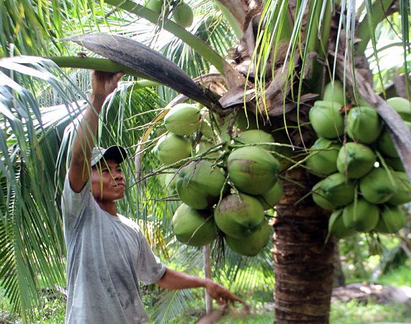 Loại quả bình dân của Việt Nam được Trung Quốc, Mỹ săn lùng, ví như "vàng xanh", Bến Tre trồng cực nhiều- Ảnh 2. Loại quả bình dân của Việt Nam được Trung Quốc, Mỹ săn lùng, ví như "vàng xanh", Bến Tre trồng cực nhiều- Ảnh 2.