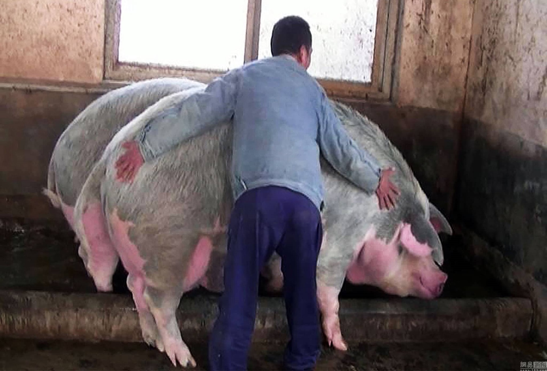 Chuyện lạ ở Trung Quốc: Nông dân nuôi lợn khổng lồ nặng 500kg, bằng một con gấu bắc cực để hy vọng lợi nhuận tăng- Ảnh 3. Chuyện lạ ở Trung Quốc: Nông dân nuôi lợn khổng lồ nặng 500kg, bằng một con gấu bắc cực để hy vọng lợi nhuận tăng- Ảnh 3.