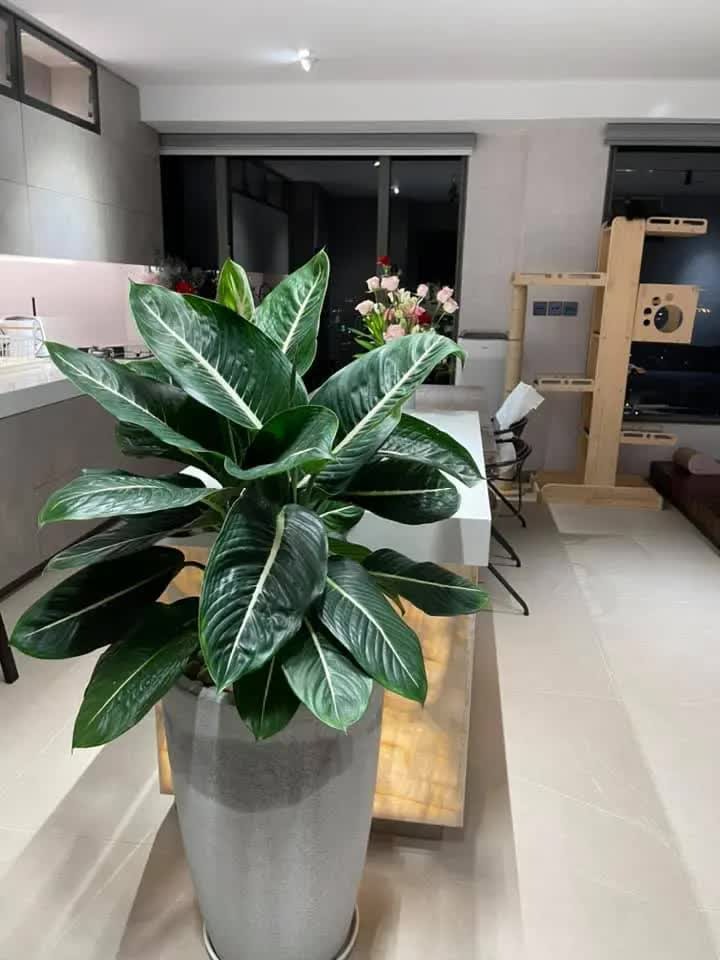 Người đàn ông "thơm nhất Việt Nam" cưới vợ Hàn xinh như mộng, sống trong căn hộ 20 tỷ sang hơn resort 5 sao- Ảnh 7. Người đàn ông "thơm nhất Việt Nam" cưới vợ Hàn xinh như mộng, sống trong căn hộ 20 tỷ sang hơn resort 5 sao- Ảnh 7.