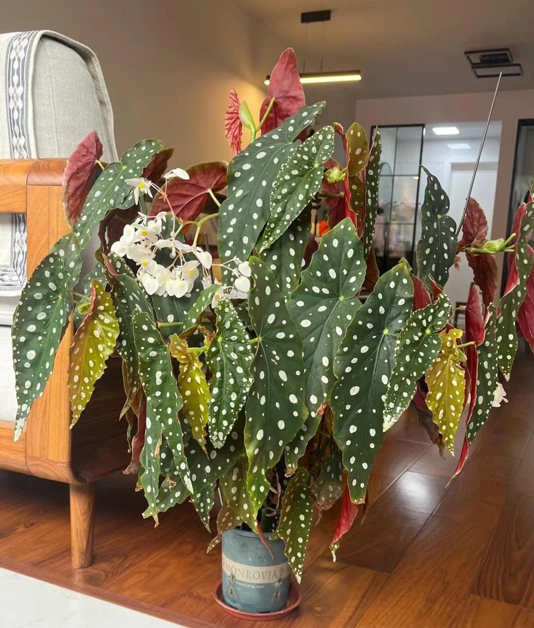 Loài cây có lá đẹp "lấn át" hoa, trồng ở đâu hút lộc về ở đấy, chẳng trách nhà giàu mê như điếu đổ- Ảnh 3. Loài cây có lá đẹp "lấn át" hoa, trồng ở đâu hút lộc về ở đấy, chẳng trách nhà giàu mê như điếu đổ- Ảnh 3.