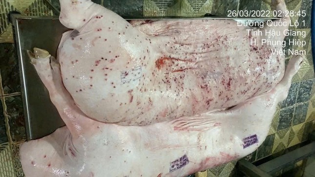 Sóc Trăng kiểm tra cơ sở kinh doanh thịt heo sau phản ánh gây xôn xao- Ảnh 1. Sóc Trăng kiểm tra cơ sở kinh doanh thịt heo sau phản ánh gây xôn xao- Ảnh 1.