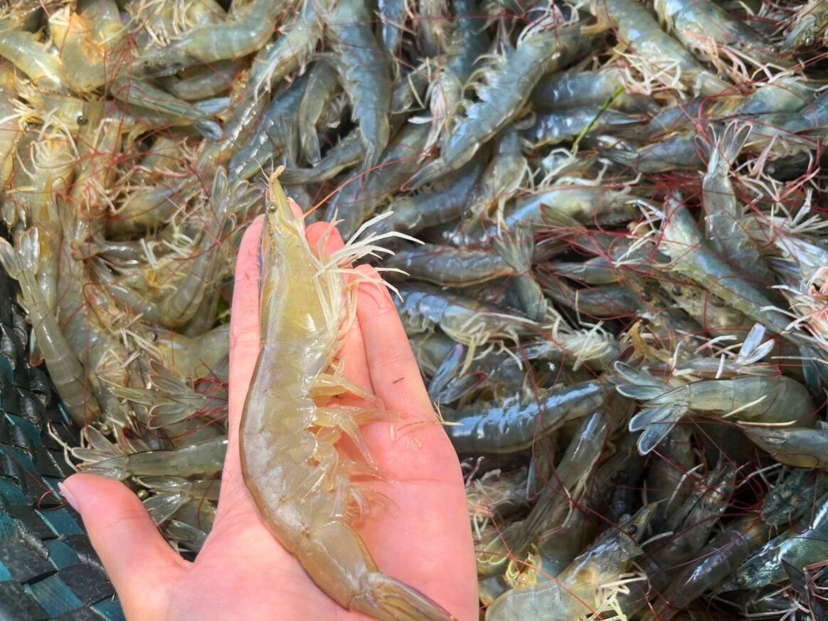 Đi chợ thấy tôm thẳng - tôm cong: Cao thủ ẩm thực chỉ chọn đúng một loại tinh hoa!- Ảnh 3. Đi chợ thấy tôm thẳng - tôm cong: Cao thủ ẩm thực chỉ chọn đúng một loại tinh hoa!- Ảnh 3.