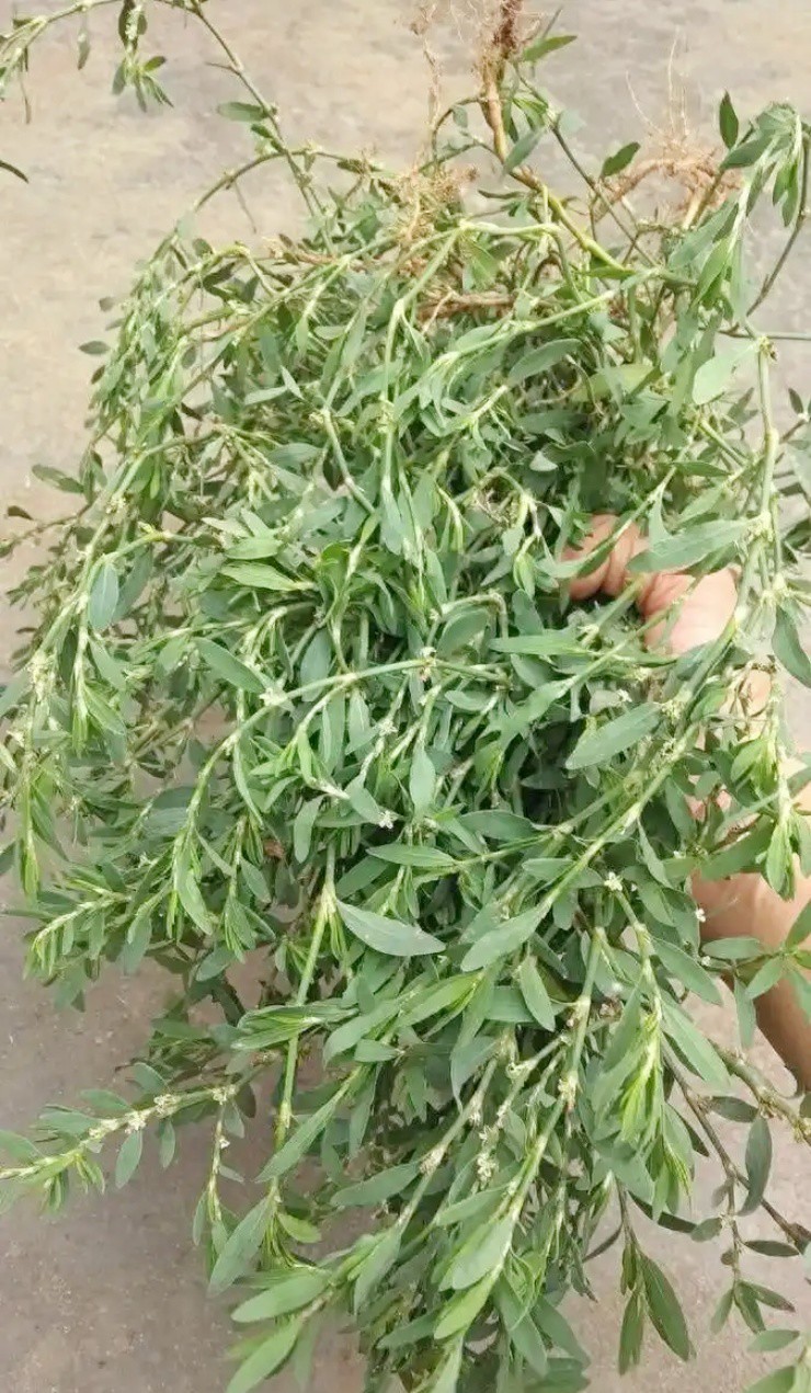 Người Việt biến lá rau dại thành "lá vàng", hái đếm tiền không xuể- Ảnh 2. Người Việt biến lá rau dại thành "lá vàng", hái đếm tiền không xuể- Ảnh 2.
