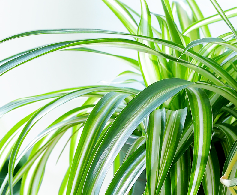 Từ ban công lụp xụp 3m² đến khu vườn xanh mát mắt: Biến hóa tuyệt vời khiến ai cũng ngỡ ngàng và ao ước- Ảnh 14.