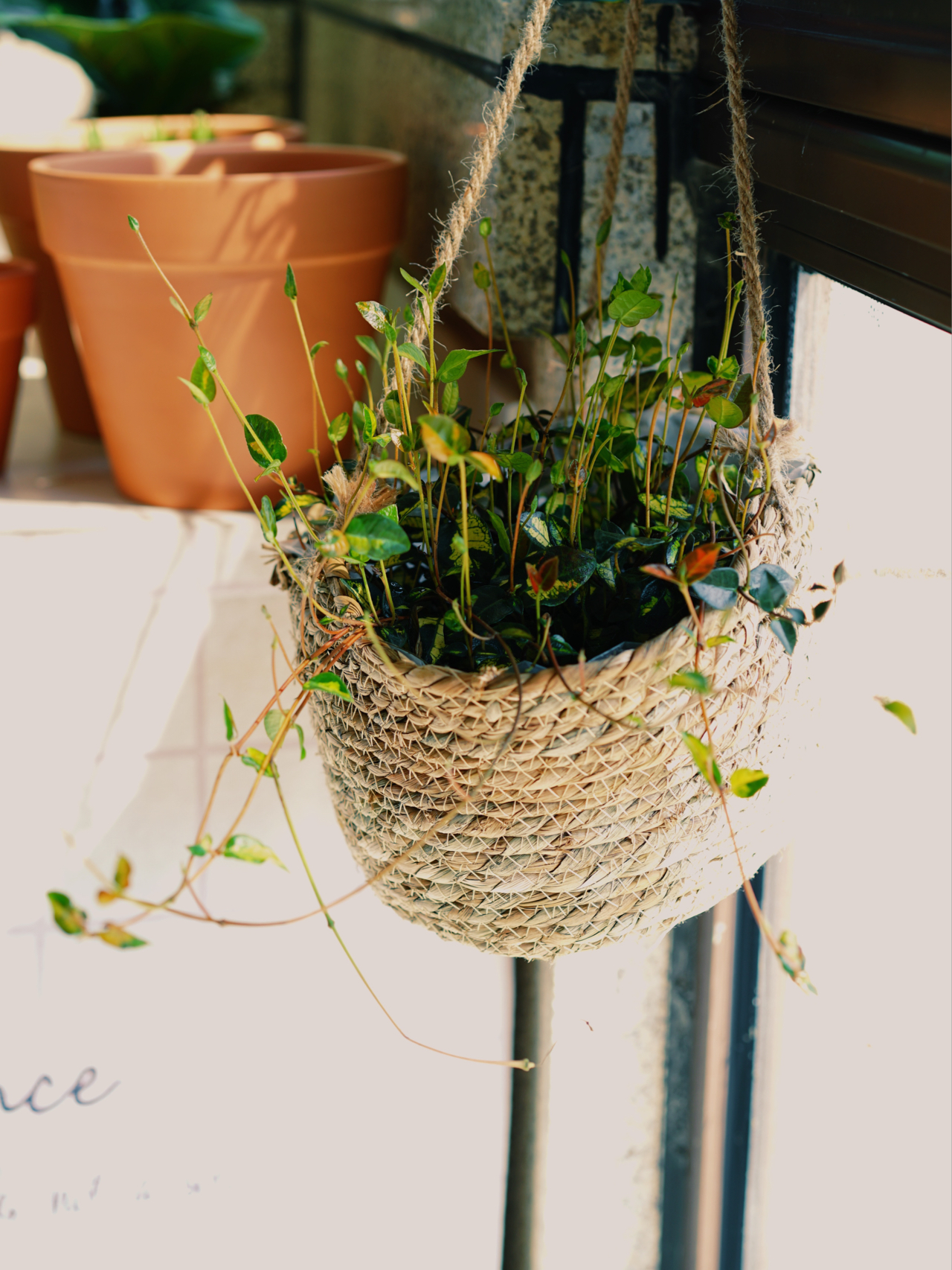 Từ ban công lụp xụp 3m² đến khu vườn xanh mát mắt: Biến hóa tuyệt vời khiến ai cũng ngỡ ngàng và ao ước- Ảnh 10.