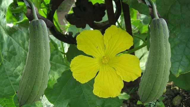 4 loại quả "không thuốc trừ sâu" lại bổ như sâm, chợ Việt nào cũng có- Ảnh 1.